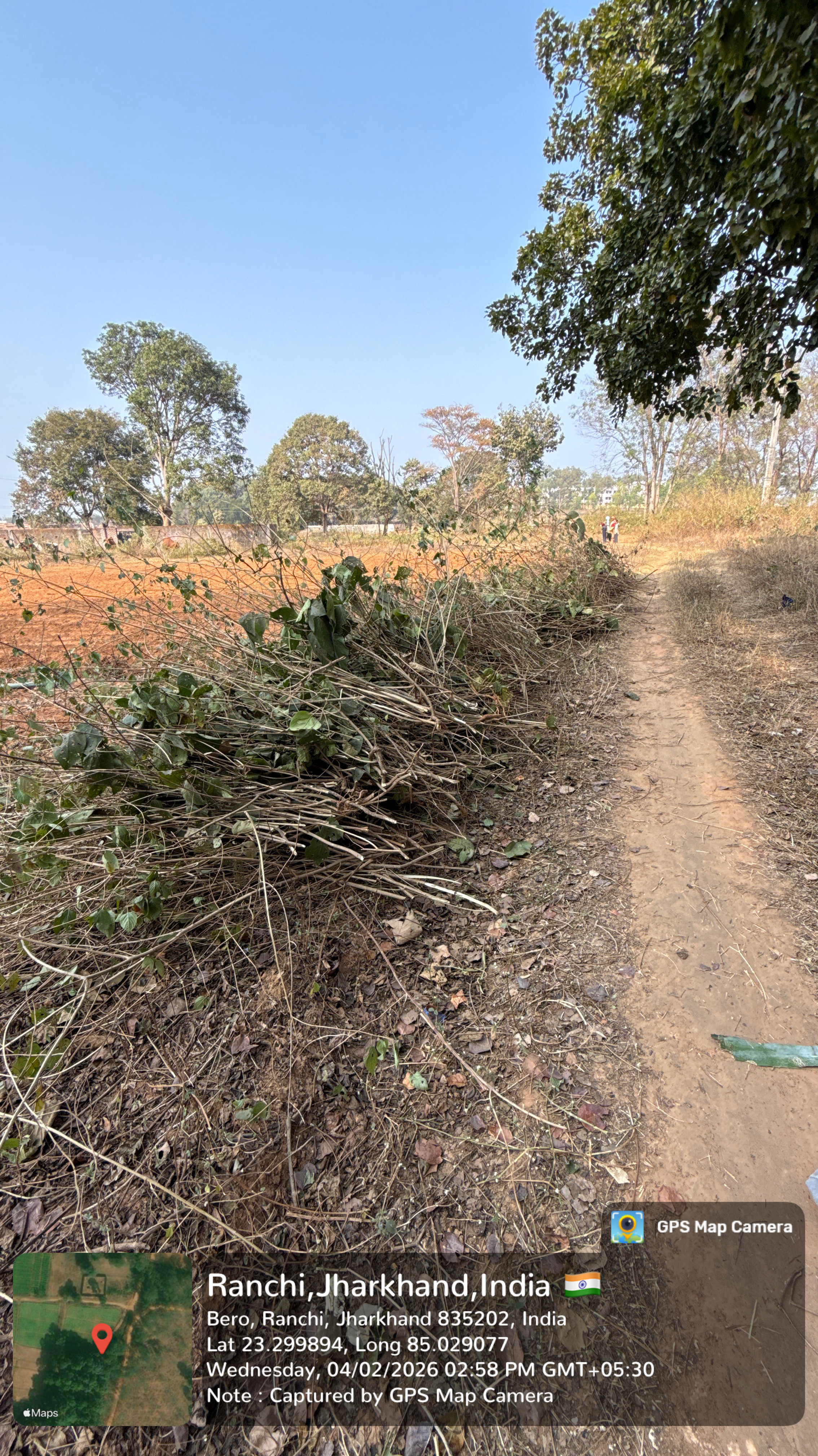 Lantana camara harvesting site